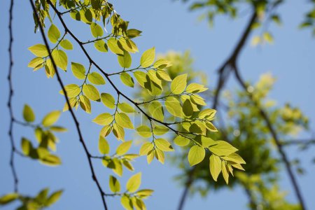 Ramas y hojas del árbol de la ortiga de arándano chino (Celtis sinensis )