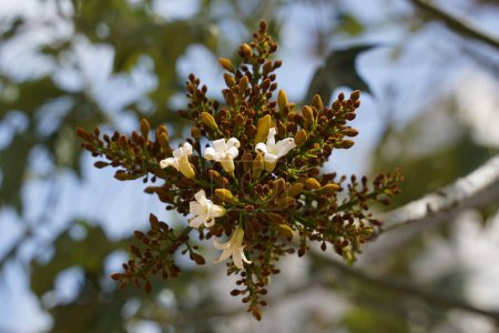 Brachychiton australis in full bloom, blue sky background