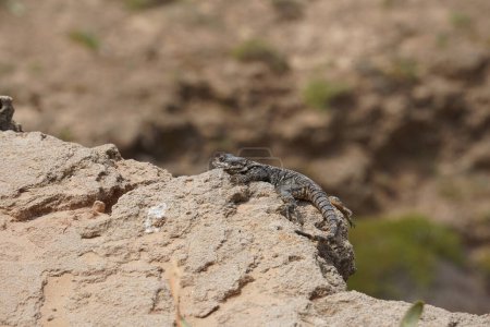 Photo for Starred agama enjoing the sun on the rocks in Israel close-up. The brightly lit by the sun lizard on stones - Royalty Free Image
