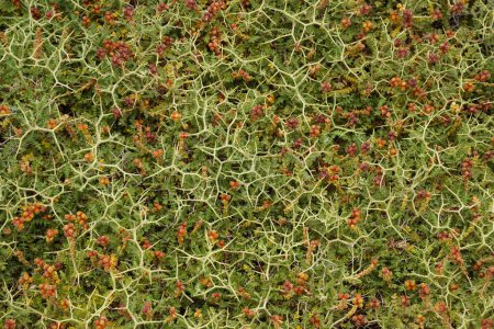 Thorn hedge close-up, sarcopoterium spinosum. Mediterranean plants with thorn