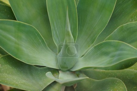 A large leaf Agave succulent plant. Xerophytic species with large rosettes of strong, fleshy leaves