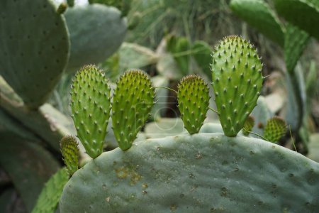 Grüne Kissen auf einem Kaktus aus Feigenkakteen.