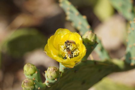 Honigbiene in der Kaktusblüte
