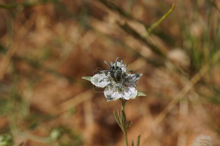 Nigella arvensis - Wildpflanze. Pflanze blüht im Frühling.