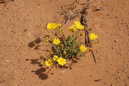 Chrysanthème viscosum ou chrysanthème de sable.