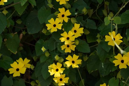Thunbergia alata, fleurs poilues jaune vif et feuilles vertes, gros plan. 'Black-eyed Susan 'est une plante herbacée vivace grimpante et florifère de la famille des Acanthaceae..