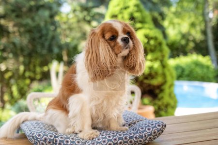 Cavalier king charles spaniel puppy sitting on the desk outdoors. Blenheim color.