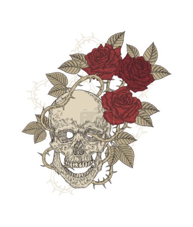 Illustration for Human skull with rose flowers. T-shirt graphic design. Vector illustration vintage. - Royalty Free Image