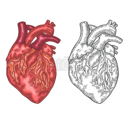 Photo for Anatomical human heart colorful and black white style isolated on white background. Vector illustration. Detailed vintage engraving. - Royalty Free Image