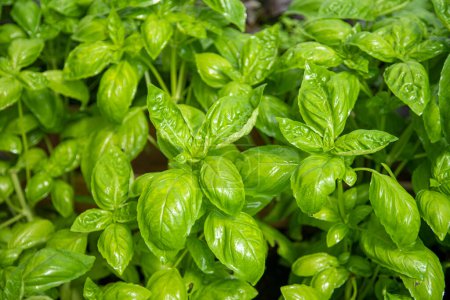 Photo for Cultivation of Ligurian basil in Italy - Royalty Free Image