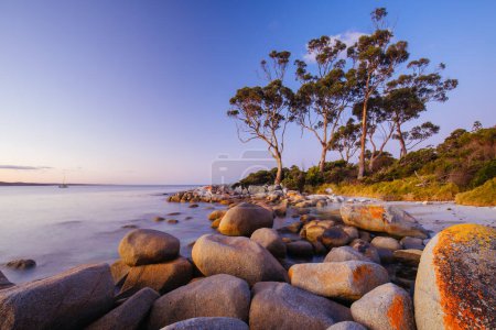 Téléchargez les photos : Le lichen couvrait les rochers au coucher du soleil dans la baie des Feux à Binalong Bay, Australie - en image libre de droit