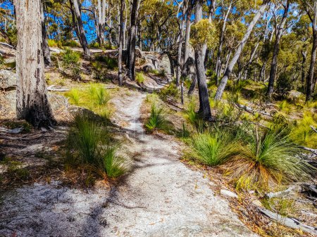 Téléchargez les photos : BAIE DE BINALONG, AUTRICHE - 19 SEPTEMBRE 2022 : Sentier de la Baie des Feux dans le cadre du réseau de sentiers de VTT Blue Derby au printemps près de Binalong Bay, Tasmanie, Australie - en image libre de droit