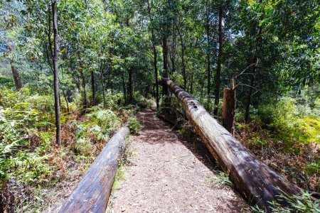 Téléchargez les photos : Paysage et sentier près des chutes Rollasons en été sur les pentes du mont Buffalo à Victoria, Australie - en image libre de droit
