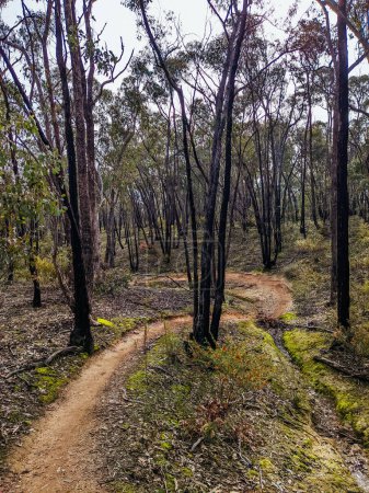 Photo for A warm day on mountain bike trails near Castlemaine in Victoria, Australia - Royalty Free Image