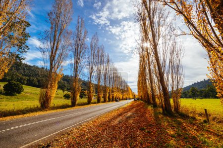 Téléchargez les photos : L'emblématique Gould Memorial Drive aux couleurs automnales sur la Buxton-Marysville Rd près de la ville rurale de Marysville à Victoria, Australie - en image libre de droit