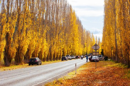 Photo for The iconic Gould Memorial Drive in autumn colours on the Buxton-Marysville Rd near the country town of Marysville in Victoria, Australia - Royalty Free Image