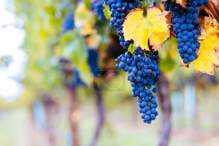Photo for Grape vines with well grown fruit near to harvest near Penola in the Coonawarra wine region in South Australia, Australia - Royalty Free Image