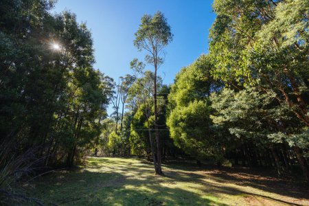 Téléchargez les photos : Aire de pique-nique Blackwood et piste Mount Sugarloaf Ridge près de Mason Falls dans le parc national Kinglake par une fraîche journée d'automne à Melbourne, Victoria, Australie - en image libre de droit