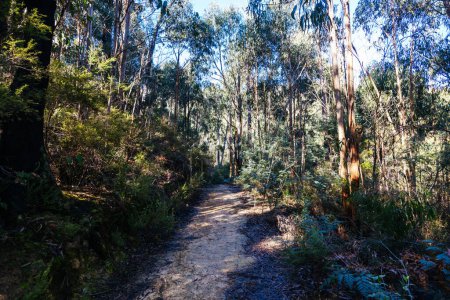 Foto de Mount Sugarloaf Ridge Track cerca de Mason Falls en el Parque Nacional Kinglake en un día fresco de otoño en Melbourne, Victoria, Australia - Imagen libre de derechos