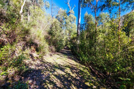 Foto de Mount Sugarloaf Ridge Track cerca de Mason Falls en el Parque Nacional Kinglake en un día fresco de otoño en Melbourne, Victoria, Australia - Imagen libre de derechos