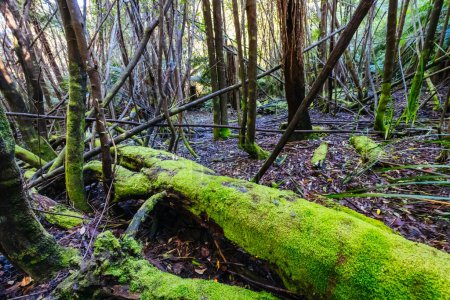 Téléchargez les photos : Mount Sugarloaf Ridge Track près de Masons Falls dans le parc national Kinglake par une fraîche journée d'automne à Melbourne, Victoria, Australie - en image libre de droit