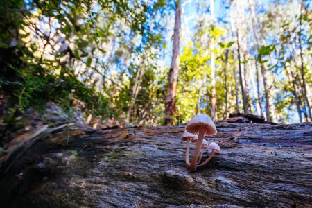 Téléchargez les photos : Champignon poussant sur la piste Mount Sugarloaf Ridge près de Masons Falls dans le parc national Kinglake par une fraîche journée d'automne à Melbourne, Victoria, Australie - en image libre de droit