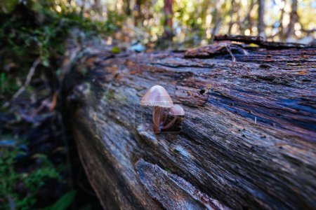 Téléchargez les photos : Champignon poussant sur la piste Mount Sugarloaf Ridge près de Masons Falls dans le parc national Kinglake par une fraîche journée d'automne à Melbourne, Victoria, Australie - en image libre de droit