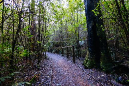 Téléchargez les photos : Circuit Mount Sugarloaf Ridge Track and Lyrebird Promenade près de Masons Falls dans le parc national Kinglake par une fraîche journée d'automne à Melbourne, Victoria, Australie - en image libre de droit