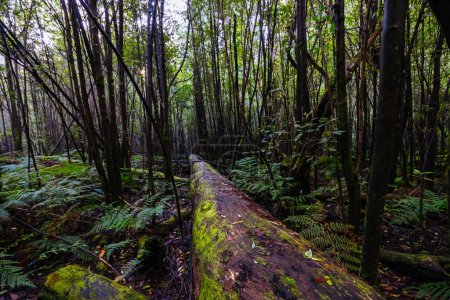 Téléchargez les photos : Circuit Mount Sugarloaf Ridge Track and Lyrebird Promenade près de Masons Falls dans le parc national Kinglake par une fraîche journée d'automne à Melbourne, Victoria, Australie - en image libre de droit