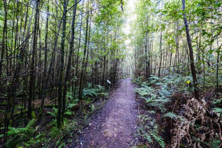 Foto de Mount Sugarloaf Ridge Track y Lyrebird Circuit Caminata cerca de Masons Falls en el Parque Nacional Kinglake en un fresco día de otoño en Melbourne, Victoria, Australia - Imagen libre de derechos