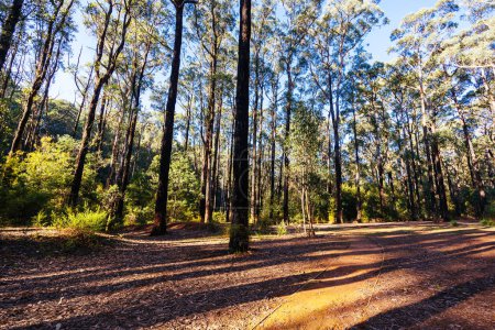 Téléchargez les photos : Aire de pique-nique de Masons Falls et parking dans le parc national Kinglake par une fraîche journée d'automne à Melbourne, Victoria, Australie - en image libre de droit