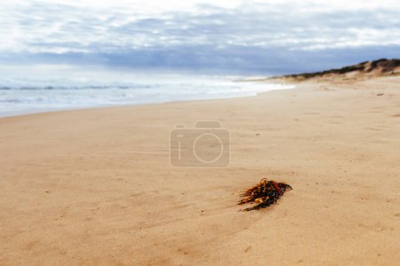 Foto de Gunnamatta Ocean Beach como parte de la Península de Mornington Paseo costero en un cálido día de invierno entre St Andrews Beach y Fingal Beach en Victoria, Australia - Imagen libre de derechos