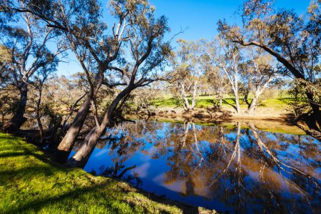 Téléchargez les photos : Paysage fluvial sur la rivière Campaspe tôt le matin du printemps près d'Axedale à Victoria, Australie. - en image libre de droit