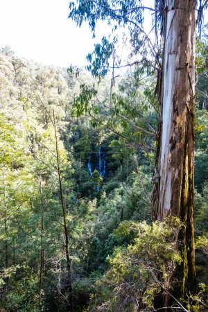 Foto de Wombelano Falls en el Parque Nacional Kinglake en un fresco día de primavera en Melbourne, Victoria, Australia - Imagen libre de derechos