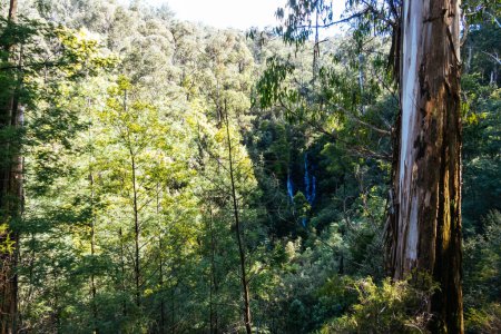 Téléchargez les photos : Wombelano Falls dans le parc national Kinglake par une fraîche journée de printemps à Melbourne, Victoria, Australie - en image libre de droit