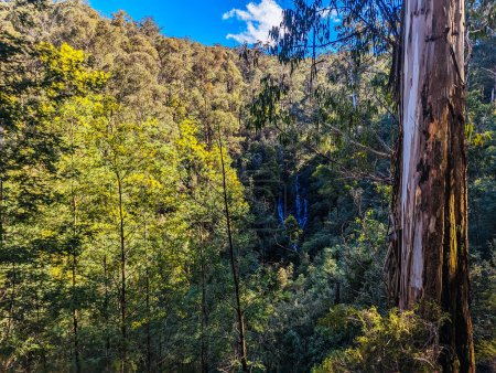 Téléchargez les photos : Wombelano Falls dans le parc national Kinglake par une fraîche journée de printemps à Melbourne, Victoria, Australie - en image libre de droit