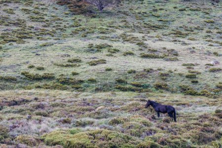 Photo for A landscape view with wild brumbies on the Cascade Hut Trail near Dead Horse Gap and Thredo in Kosciuszko National Park, New South Wales, Australia - Royalty Free Image