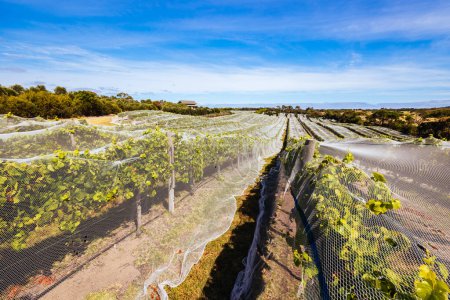 Viñas de uva cerca de la cosecha en un día soleado en la península de Mornington en Victoria, Australia