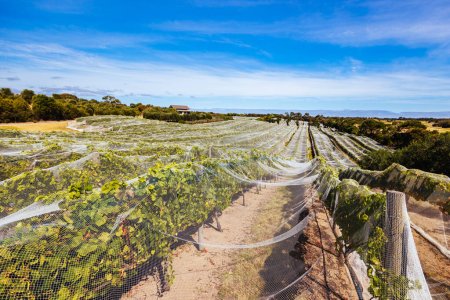 Viñas de uva cerca de la cosecha en un día soleado en la península de Mornington en Victoria, Australia