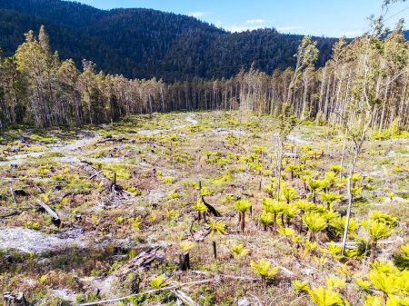 STYX VALLEY, AUSTRALIA - FEBRUARY 20: Forestry Tasmania continues logging of Southwest National Park in the Styx Valley, a World Heritage Area. This area contans old growth native forest. Bob Brown