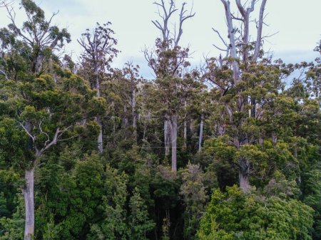 Foto de DOVER, AUSTRALIA - 23 DE FEBRERO: Bosques Tasmania continúa la tala del Parque Nacional del Suroeste cerca de Dover, un área del Patrimonio Mundial. Esta área contans antiguo bosque nativo de crecimiento, y el hogar de la crítica - Imagen libre de derechos