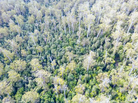 DOVER, AUSTRALIA - FEBRUARY 23: Forestry Tasmania continues logging of Southwest National Park near Dover, a World Heritage Area. This area contans old growth native forest, and home to the critically