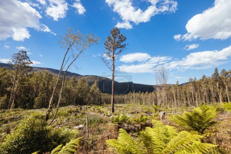 STYX VALLEY, AUSTRALIA - FEBRUARY 20: Forestry Tasmania continues logging of Southwest National Park in the Styx Valley, a World Heritage Area. This area contans old growth native forest. Bob Brown