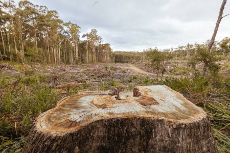 DOVER, AUSTRALIEN - 23. FEBRUAR: Die Forstwirtschaft Tasmaniens setzt die Abholzung des Southwest National Park in der Nähe von Dover, einem Weltnaturerbe, fort. Dieses Gebiet kontaminiert altes Wachstum heimischen Wald, und die Heimat der kritisch
