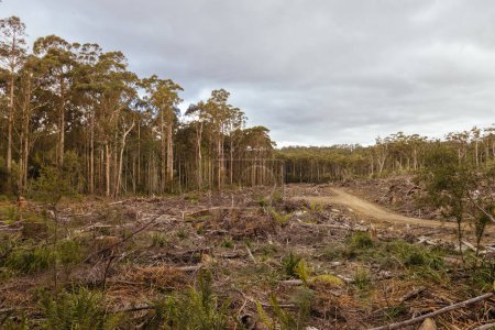 DOVER, AUSTRALIEN - 23. FEBRUAR: Die Forstwirtschaft Tasmaniens setzt die Abholzung des Southwest National Park in der Nähe von Dover, einem Weltnaturerbe, fort. Dieses Gebiet kontaminiert altes Wachstum heimischen Wald, und die Heimat der kritisch