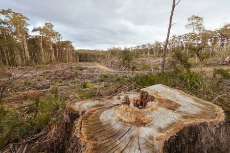 DOVER, AUSTRALIE - 23 FÉVRIER : Forêts La Tasmanie poursuit l'exploitation forestière du parc national du Sud-Ouest près de Douvres, une zone classée au patrimoine mondial. Cette zone contourne la forêt indigène ancienne, et abrite la critique