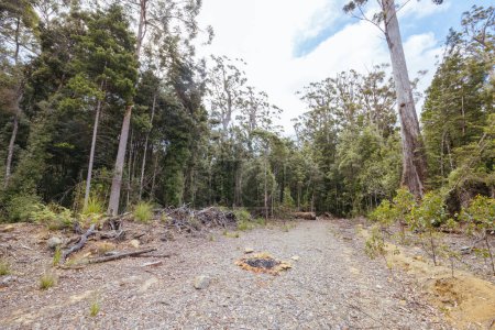DOVER, AUSTRALIA - 23 DE FEBRERO: Bosques Tasmania continúa la tala del Parque Nacional del Suroeste cerca de Dover, un área del Patrimonio Mundial. Esta área contans antiguo bosque nativo de crecimiento, y el hogar de la crítica
