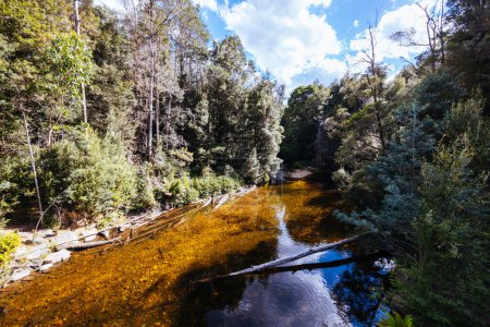 STYX VALLEY, AUSTRALIA - FEBRUARY 20 2024: Landscape of the Styx River area of the Styx Valley near Maydena in Southwest National Park, Tasmania, Australia