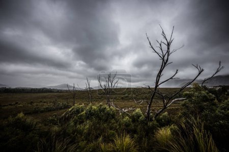 Téléchargez les photos : La pittoresque Gordon River Rd à la chaîne de montagnes Sentinel près des os de bitume Sculpture par une fraîche matinée d'été humide dans le parc national du Sud-Ouest, en Tasmanie, en Australie - en image libre de droit