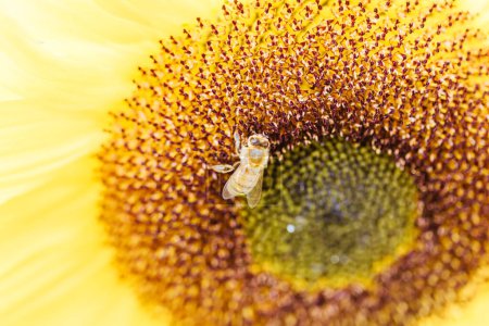 Sonnenblumen und eine Biene in einem Garten in den Dandenong Ranges in Melbourne, Victoria, Australien
